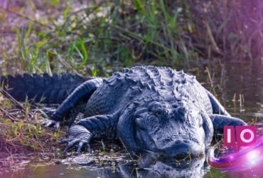 Faux « Visite d'Alligator Alcatraz » redirige vers des photos de Trump et Epstein 6 Faux « Visite d'Alligator Alcatraz » redirige vers des photos de Trump et Epstein